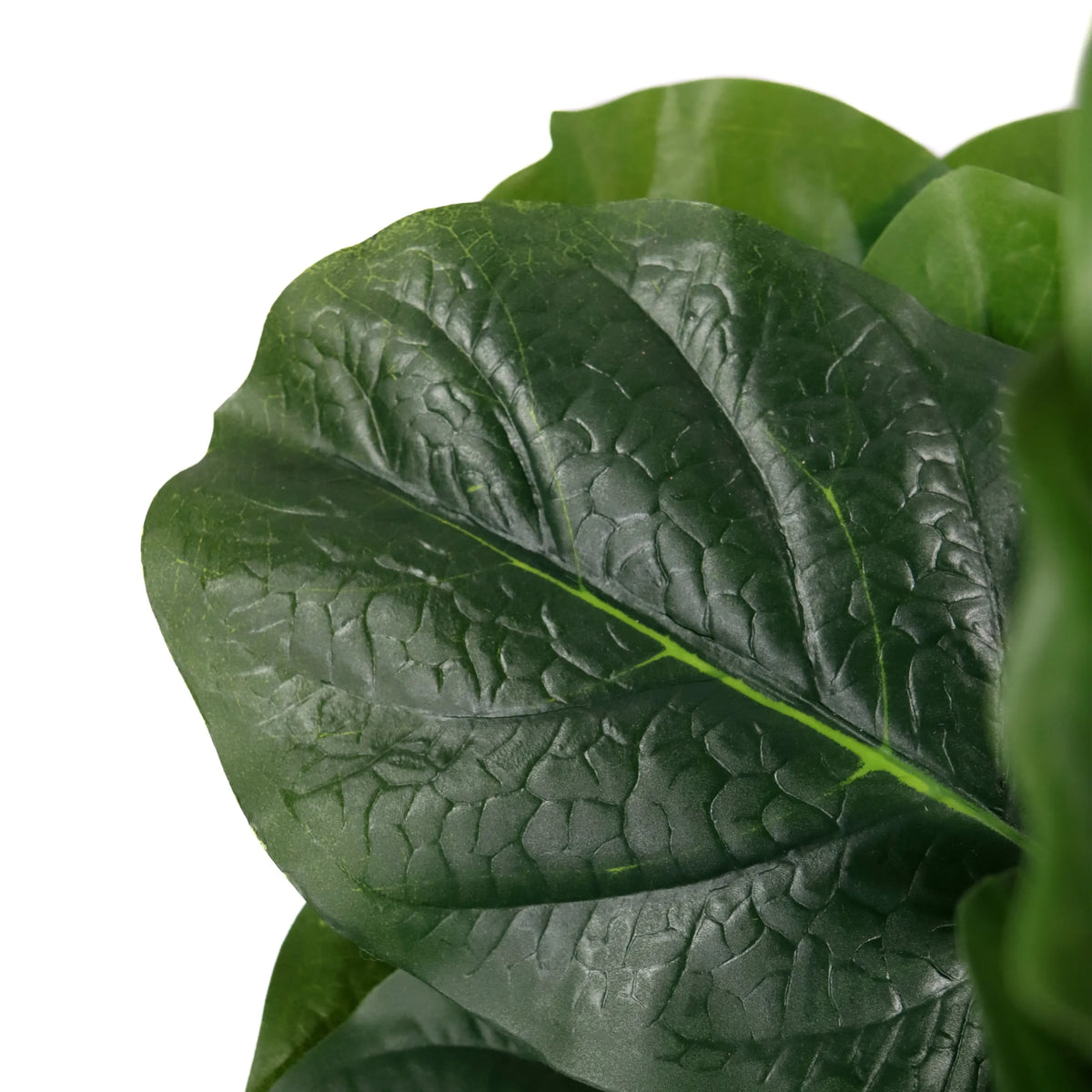 Green leaf with pronounced vein structure of the Artificial plant LYRATA by hjh OFFICE