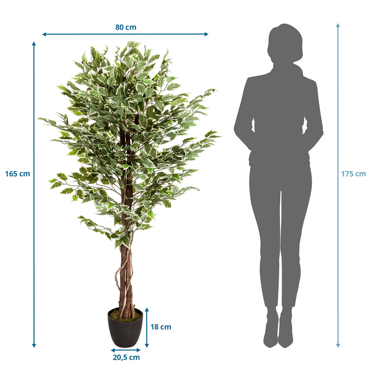 Dimensional drawing of the Artificial plant FICUS with a height of 165 cm and width of 80 cm by hjh OFFICE