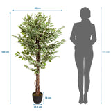 Dimensional drawing of the Artificial plant FICUS with a height of 165 cm and width of 80 cm by hjh OFFICE