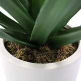 Green leaves and moss covering of the Artificial plant Agave in a white pot by hjh OFFICE