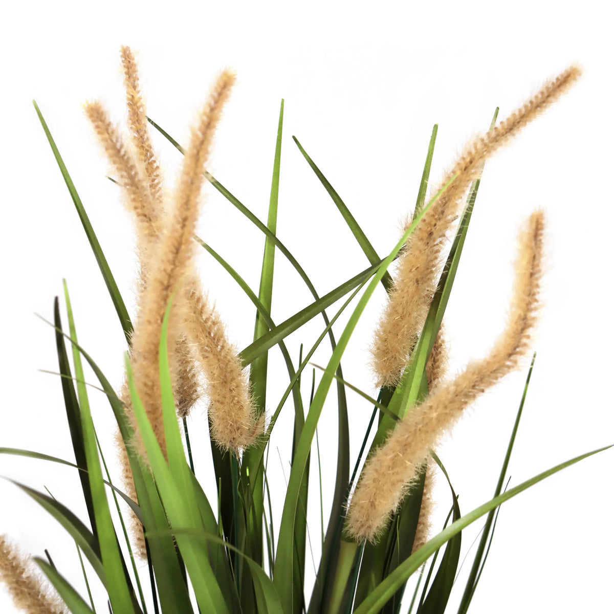 Beige-green grasses of the CORTADERIA I artificial plant with fluffy flower spikes by hjh OFFICE
