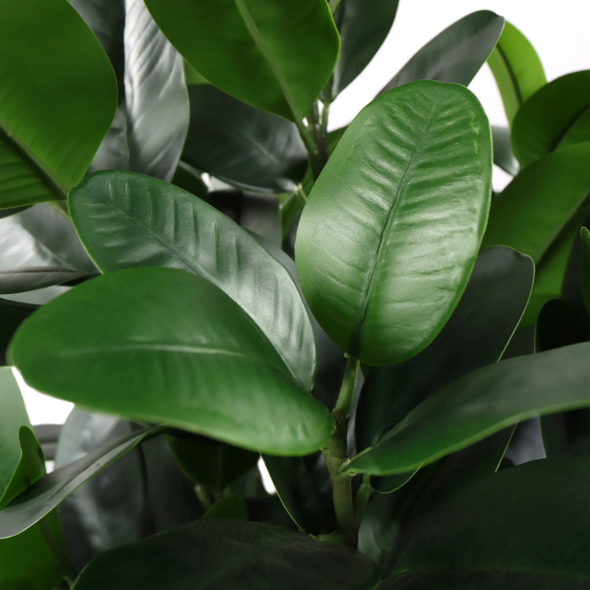 Green leaves of the artificial plant Garcinia by hjh OFFICE