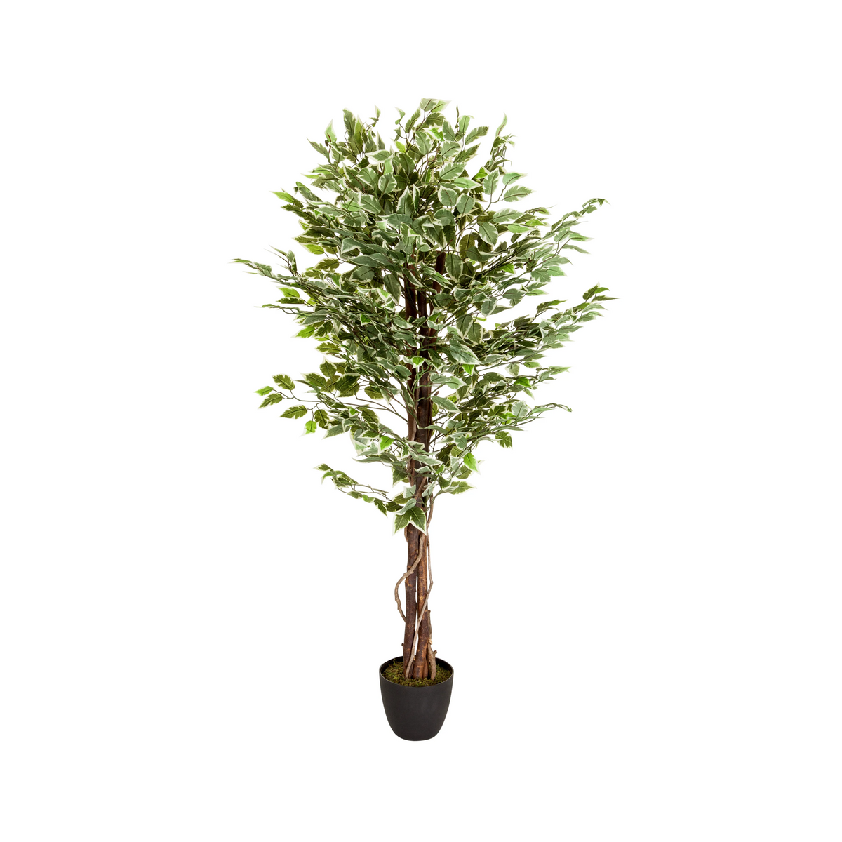 Green Artificial plant FICUS with braided stem in a black pot by hjh OFFICE – 360-degree view (front view 0°)