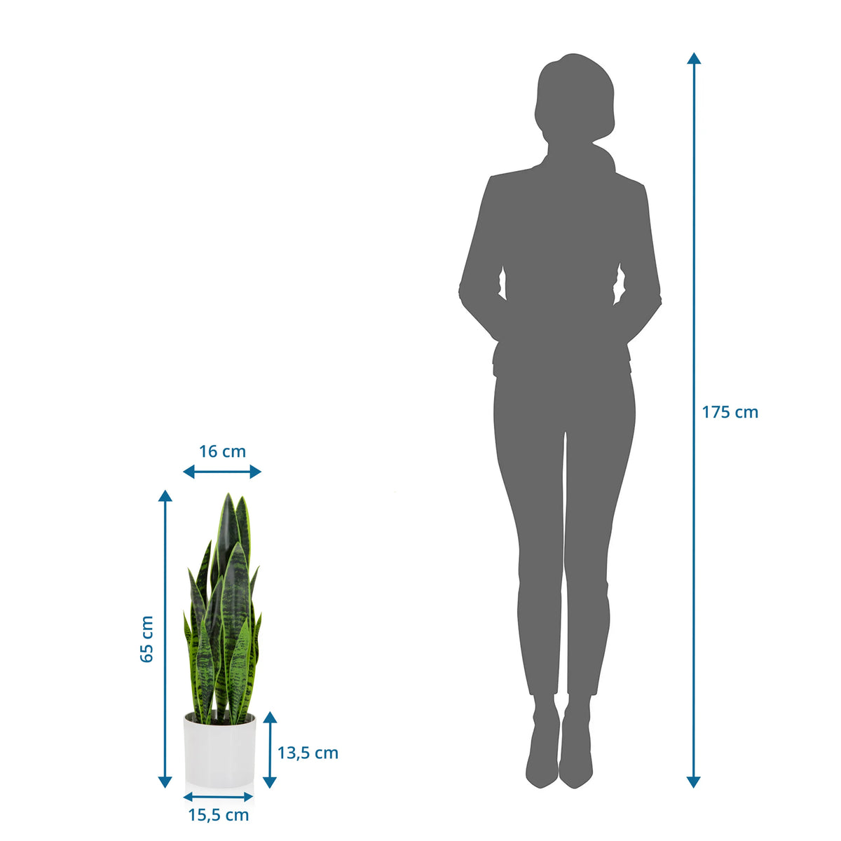 Dimensional view of the Artificial plant SANSEVIERIA with a height of 65 cm next to a person silhouette by hjh OFFICE