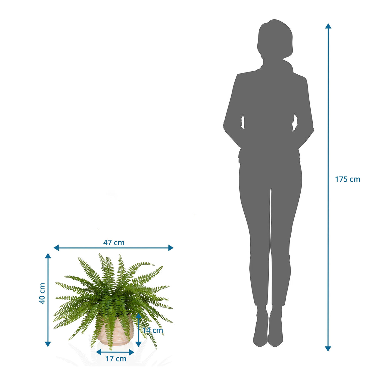 Dimensional drawing of the Artificial plant Proliferum with 47 x 40 cm next to a person silhouette by hjh OFFICE