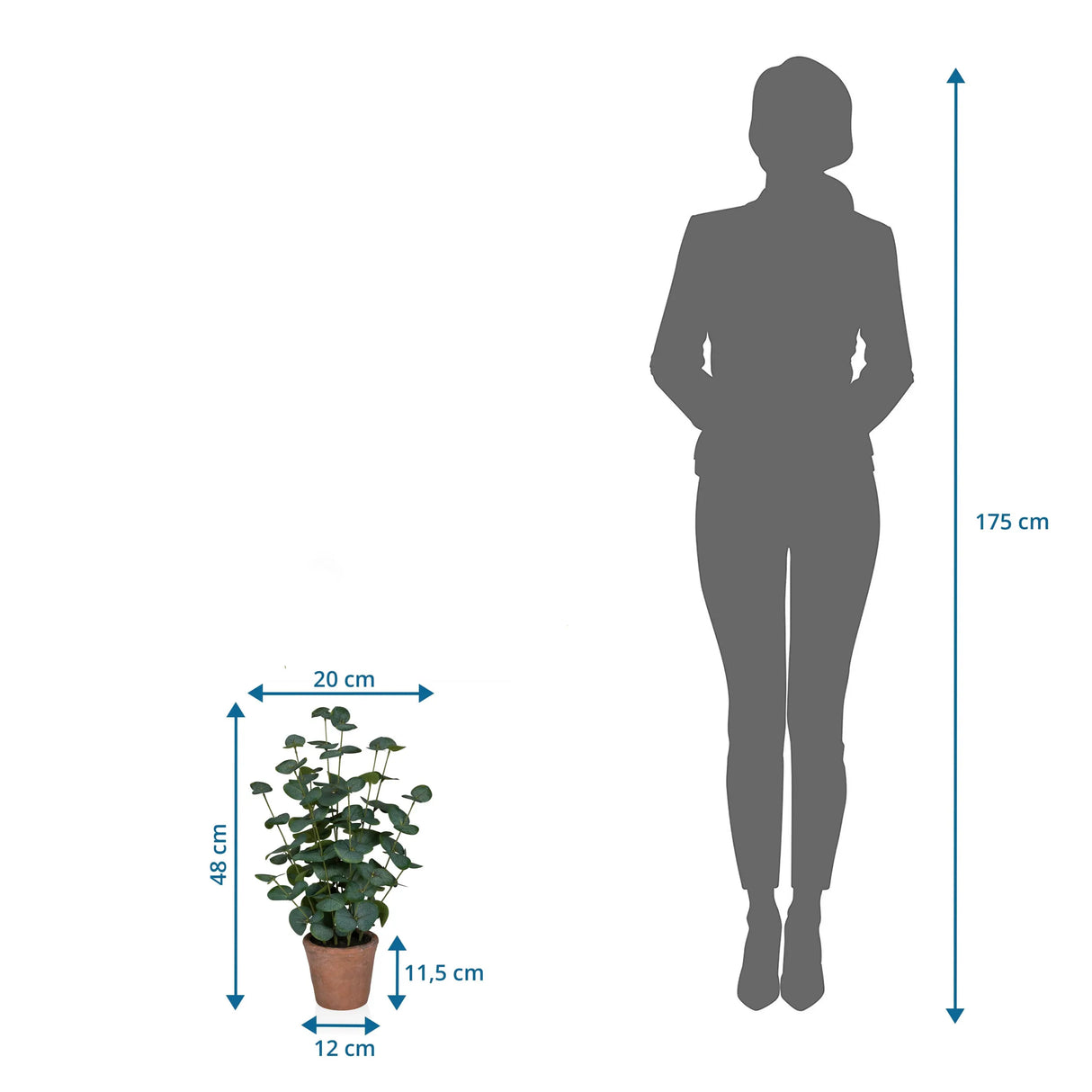 Dimensional drawing of the Artificial plant Eucalyptus with a height of 48 cm next to a person silhouette by hjh OFFICE