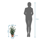 Dimensional drawing of the Artificial plant Eucalyptus with a height of 48 cm next to a person silhouette by hjh OFFICE