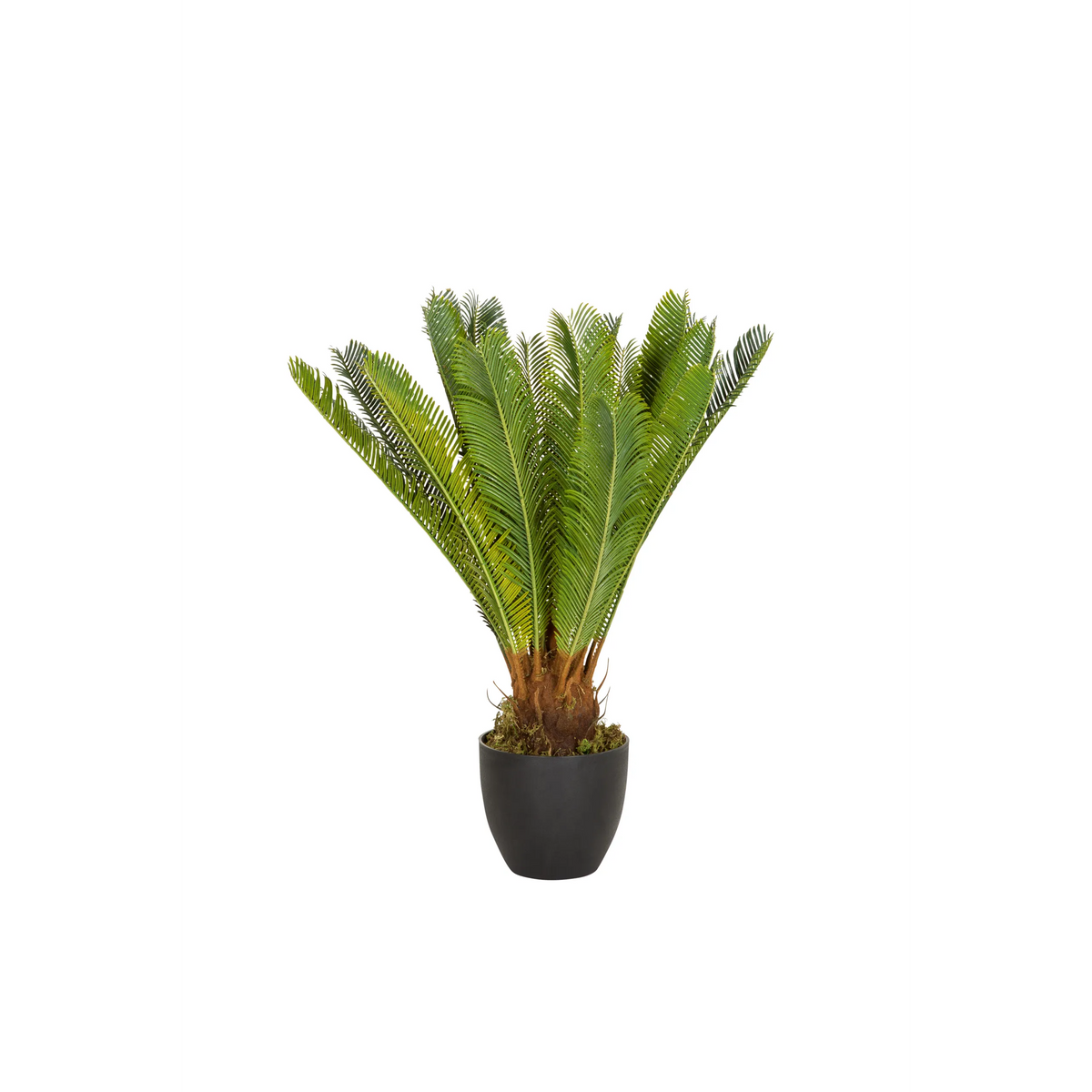 Green Artificial plant CYCAS in a black plant pot by hjh OFFICE – 360-degree view (front view 0°)