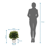 Dimensional drawing of the Artificial plant FICUS II with a height of 65 cm and width of 40 cm by hjh OFFICE