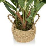 Woven basket with green leaves of the Artificial plant CHAMAEDOREA by hjh OFFICE