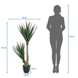 Maßzeichnung der Kunstpflanze YUCCA mit einer Höhe von 135 cm und Breite von 50 cm von hjh OFFICE