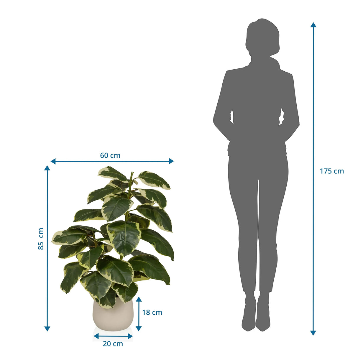 Dimensional drawing of the Artificial plant Ficus 3 with a height of 85 cm and width of 60 cm by hjh OFFICE