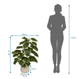 Dimensional drawing of the Artificial plant Ficus 3 with a height of 85 cm and width of 60 cm by hjh OFFICE
