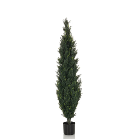 Green Artificial plant CEDRUS in a slender shape with a black plant pot by hjh OFFICE