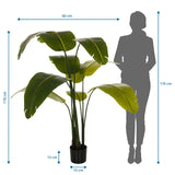 Dimensional drawing of the Artificial plant BANANE with a height of 170 cm and a width of 60 cm by hjh OFFICE