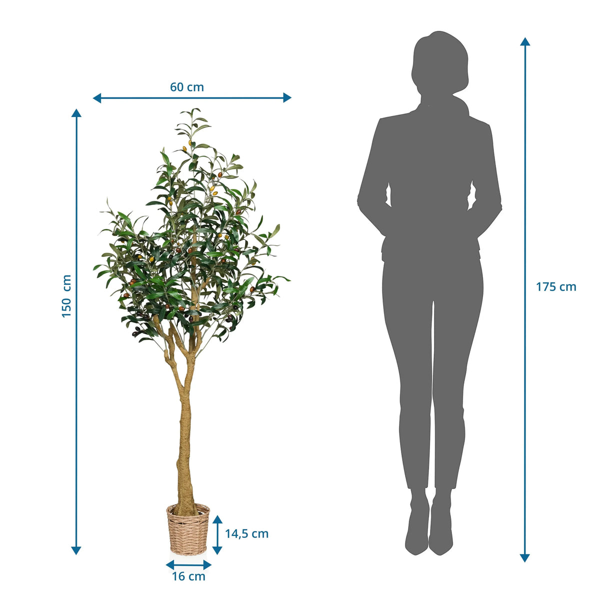 Dimensional drawing of the Artificial plant OLIVE II with a height of 150 cm and width of 60 cm by hjh OFFICE