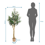 Dimensional drawing of the Artificial plant OLIVE II with a height of 150 cm and width of 60 cm by hjh OFFICE