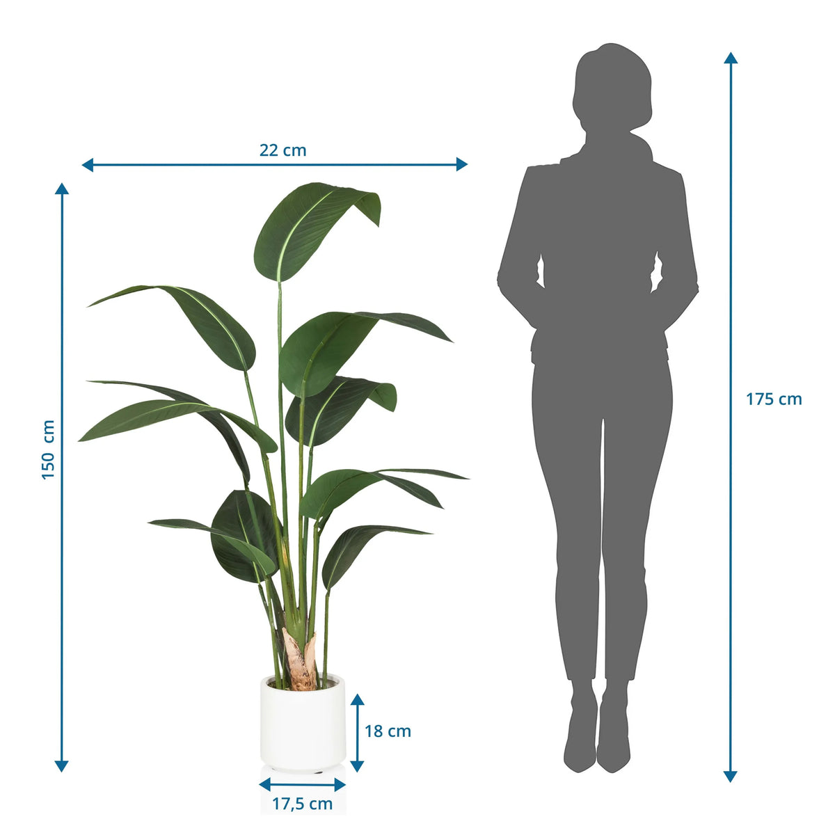 Dimensional drawing of the Artificial plant STRELITZIA with a height of 150 cm by hjh OFFICE