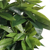 Green leaves of the Artificial plant PACHIRA by hjh OFFICE