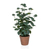 Artificial plant Eucalyptus in green with round leaves in a brown clay pot by hjh OFFICE