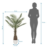 Dimensional drawing of the Artificial plant DRACAENA with a height of 120 cm and a width of 70 cm by hjh OFFICE