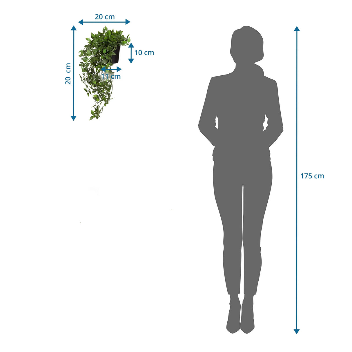 Dimensional drawing of the Artificial plant Epipremnum Climb with a height of 20 cm compared to a person by hjh OFFICE