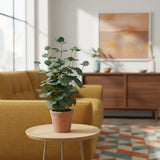 Green Artificial plant Eucalyptus in a terracotta-coloured pot on a side table by hjh OFFICE