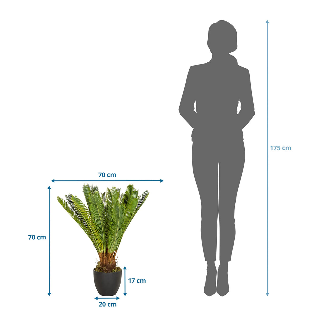 Dimensional drawing of the Artificial plant CYCAS with a height and width of 70 cm each by hjh OFFICE