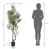 Dimensional drawing of the Artificial plant OLIVE I with a height of 172 cm by hjh OFFICE