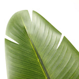 Green leaf of the Artificial plant BANANE by hjh OFFICE