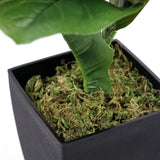 Black square plant pot with green moss of the Artificial plant LYRATA by hjh OFFICE