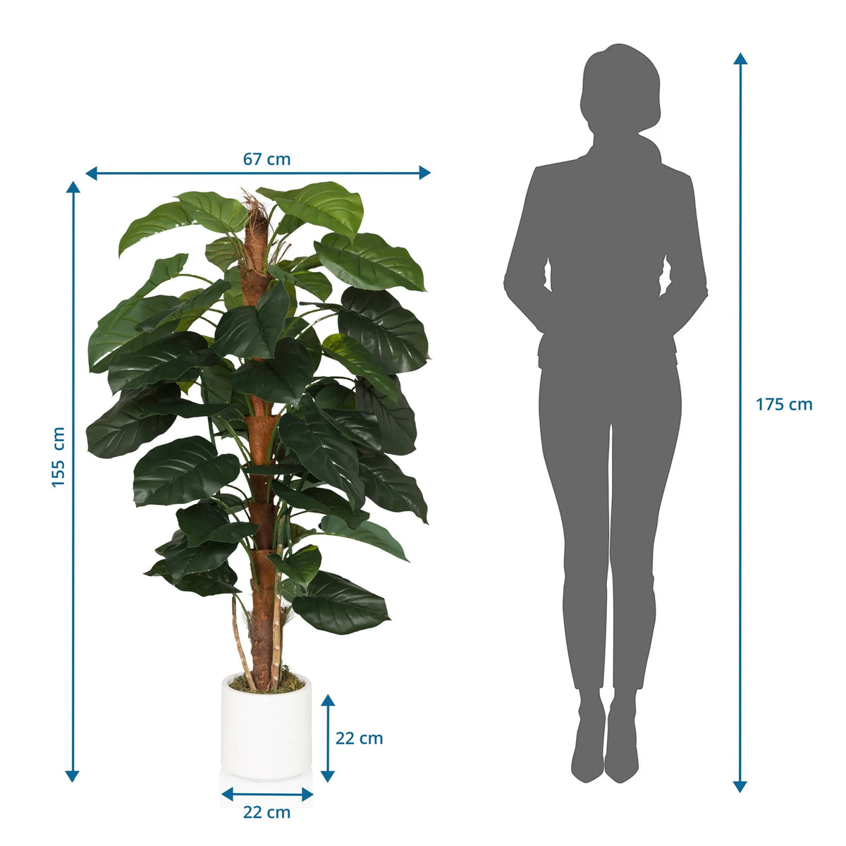 Dimensional drawing of the Artificial plant EPIPREMNUM with a height of 155 cm and width of 67 cm by hjh OFFICE