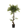 Green Artificial plant FICUS I with twisted stem in a black pot by hjh OFFICE