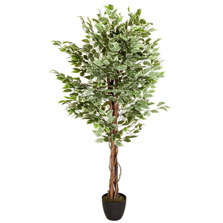 Artificial plant FICUS with green and white variegated leaves in a black pot by hjh OFFICE