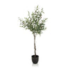 Green Artificial plant OLIVE in the form of an olive tree with a black pot by hjh OFFICE